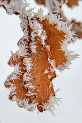 Hoar Frost on Oak Leaves. Oak leaf with frozen snow.