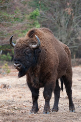 Fototapeta premium żubr na pojezierzu drawskim