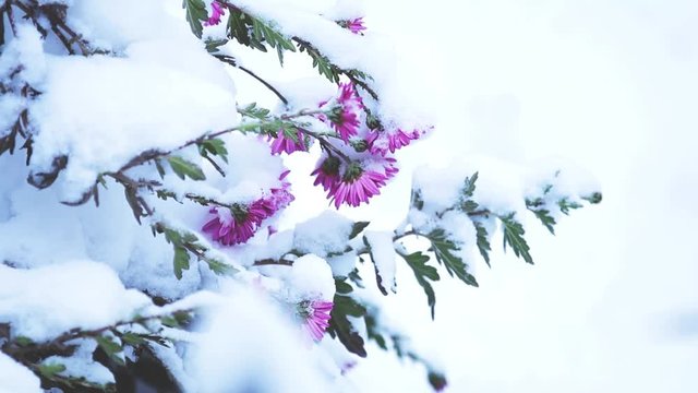 Snow-covered lilac chrysanthemums in the garden, selective focus, light breeze, Winter day in the garden, shallow depth of the field, 59.94 fps.