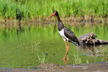 Black stork (Ciconia nigra), real wildlife