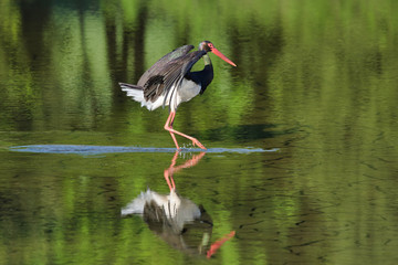 Black stork (Ciconia nigra)