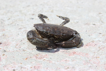  Ready to protect small sea crab