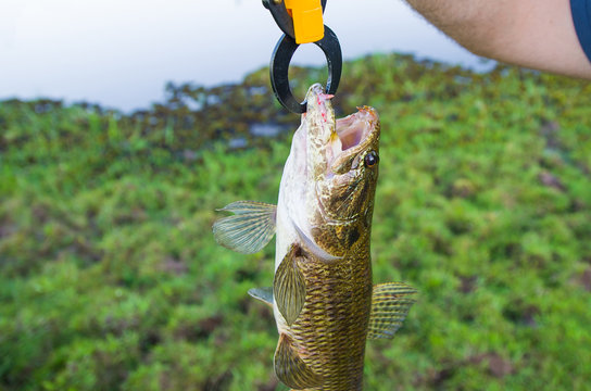 Fisherman showing fish that caught with artificial bait, Traira
