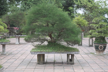 Old bonsai trees in vases on the thumbs in the park