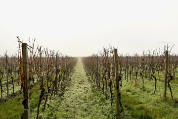 Fototapeta premium Weinberg