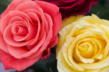 yellow and pink roses