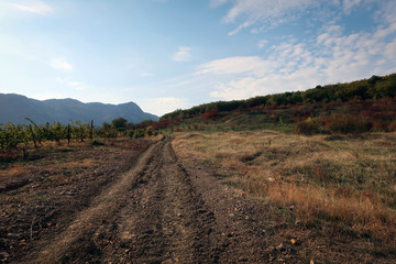 Fototapeta na wymiar Landscape with vineyard near Alushta by early autumn, Crimea, Russia 