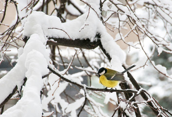The great tit (Parus major) sitting in the tree in winter