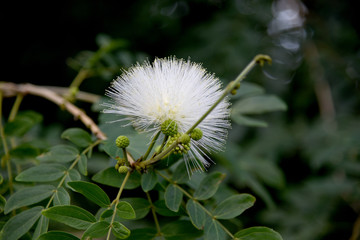 白いふんわり丸い花