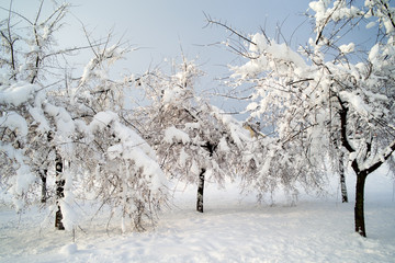 Park trees in winter covered with snow