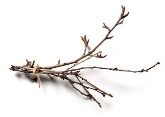 Dry tree branch on a white background isolation top view