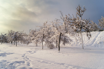 Fototapeta na wymiar Sunset on a snow field with trees