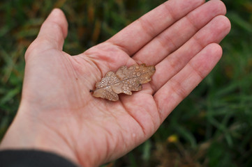 A female hand holds a dried oak leaf. Blurred green grass as the background. .