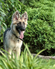 German Shepherd Puppy