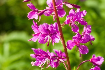 Chamaenerion angustifolium