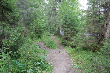 Obraz premium path in the forest