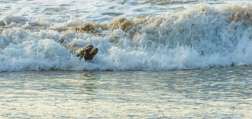 seal lion surfing a little wave close to shore