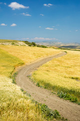 farm ground road between wheat fields in Morocco