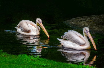 pelicans are swimming