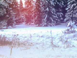 Snow covered trees and spruce Winter in mountain.Blure effect