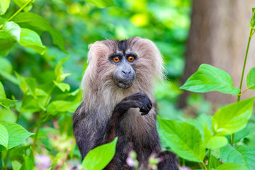 Beautiful monkey in nature.
