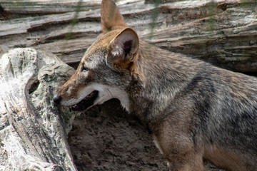 Red wolf