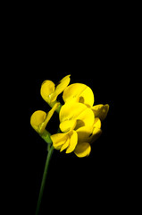 Lotus corniculatus