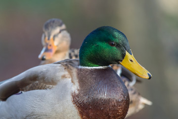 Obraz premium Stockente Erpel