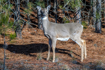 Small white tail deer stares at camera.