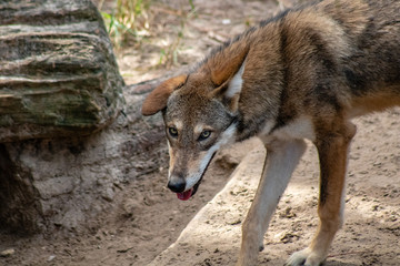 Red wolf