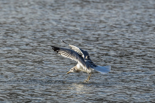 Gull gets ready to land on water.