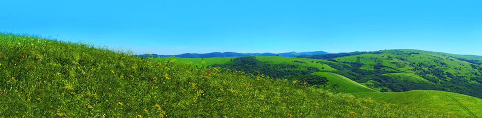 Fototapeta na wymiar Panorama summer flower meadow in the mountains, tourism. Beautiful view landscape. Fresh green rural meadows on a sunny day with blue sky