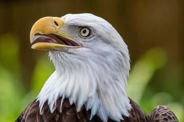 Bald eagle