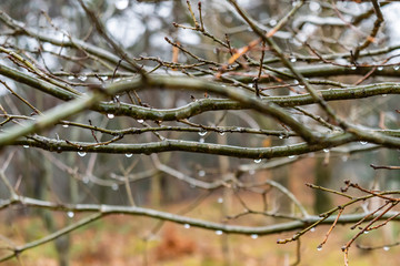 Raindrops on tree branches. Cloudy cold day in early spring. Rainy weather.