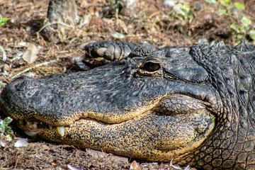 American alligator