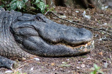 American alligator