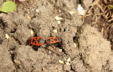 two firebugs close-up in the soil