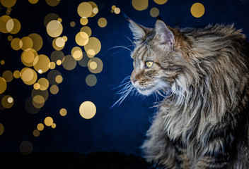 Main coon cat on a blue background with golden bokeh © monika