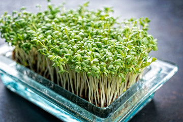 Fresh garden cress germ bud as closeup on a black board with copy space