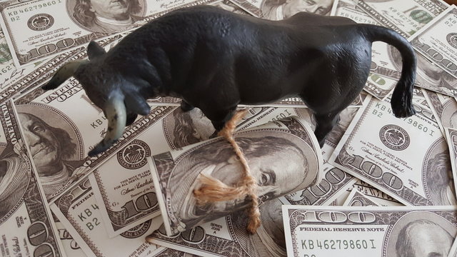 American dollar bear boga market