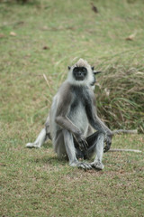 Wild Langur Monkeys sitting on the grass in Sri Lanka.