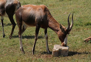 Antelopes in South African wildlife reserve