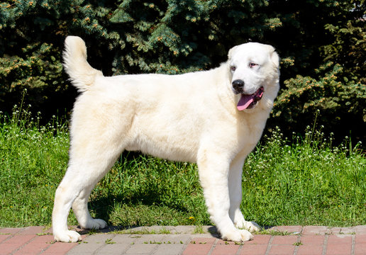 Central Asian Shepherd Dog looks right. The Central Asian Ovcharka stands in the park.