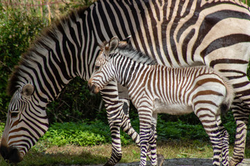 Fototapeta na wymiar Mother and baby Hartmann's mountain zebra