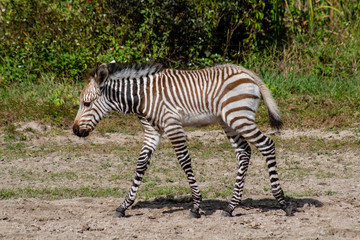 Fototapeta na wymiar Baby Hartmann's mountain zebra