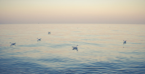 seagulls swimming on a calm sea