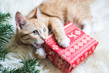 Cute little ginger kitten laying in soft white faux fur blanket, holding red paper gift box...