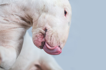 Hungry Bull terrier dog showing tongue