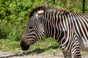 Fototapeta na wymiar Baby Hartmann's mountain zebra