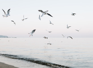 flock of seagulls flying over sea